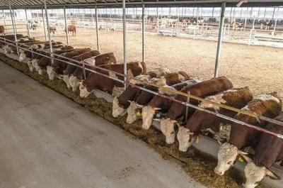 【春暖花开 万象耕新】万荣:肉牛发展高质量 产业振兴促增收