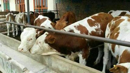 【公主岭养殖业什么最赚钱肉牛批发商肉牛价格肉牛品种】价格,厂家,牛-搜了网
