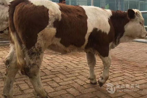 贵州省肉牛价格