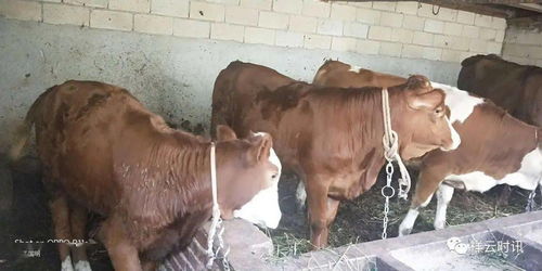 祥云 冻精改良 技术成肉牛养殖户致富 金钥匙