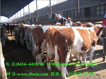 基础母牛 通顺牧业 肉牛养殖效益 基础母牛价格及规格型号