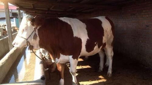 西门塔尔肉牛应该怎么养 怎么养肉牛效益高 宝哥养牛经验分享
