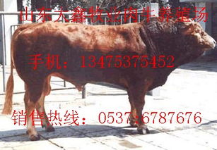 肉牛养殖成本.牛犊多少钱一头.