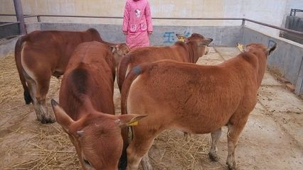 四川绵阳养殖肉牛犊/肉牛/肉牛养殖行情!_农副产品_世界工厂网