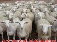 嘉泰牧业基地供万头肉牛、肉羊/肉驴犊、架子牛[供应]_牲畜_世界工厂网中国产品信息库