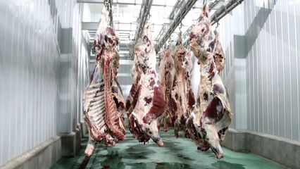 原州区:肉牛全产业助力农民增收乡村振兴