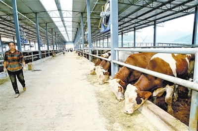 云安肉牛产业园核心区首批肉牛上市