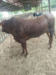 山西肉牛 肉牛价格小牛犊价格