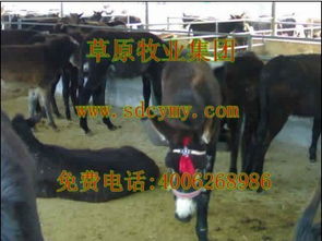 草原牧业肉驴品种波尔山羊西门塔尔牛山东肉驴基地技术员免费指导 山东济宁草原牧业肉牛种羊肉驴基地