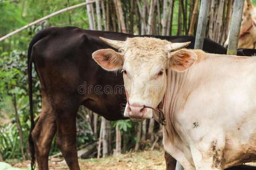 肉牛育种调查显示 源匮乏 重引进 轻培育