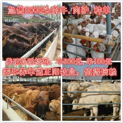 波尔山羊头胎怀孕羊多少钱一只_农副产品_世界工厂网