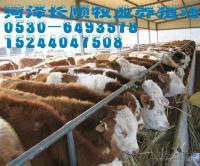 供应小牛犊/肉牛种苗 山东长顺正规养牛场_农副产品_世界工厂网中国产品信息库