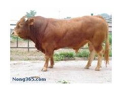 福建肉牛价格 福建肉牛的价格
