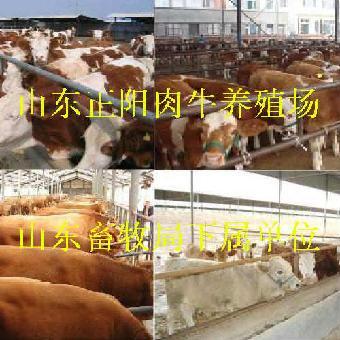 肉牛养牛基地_志趣网