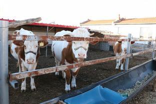 华池:肉牛养殖助力群众增收致富
