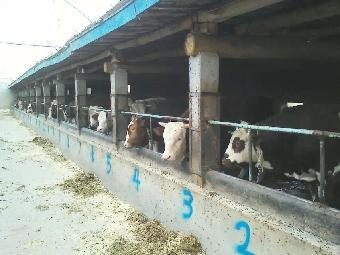 肉牛多长时间出栏_志趣网