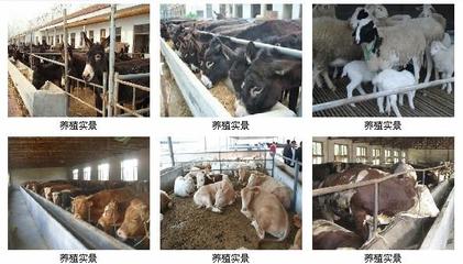 【中山肉牛养殖的利润有多少】价格,厂家,驴-搜了网