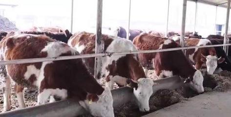 长春肉牛产业奏响振兴“新牧歌”