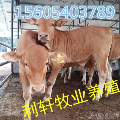 肉牛养殖场 山东肉牛厂家 山东小肉牛多少钱一头 肉牛牛犊 图片_高清图_细节图-嘉祥县东昌养殖场 -