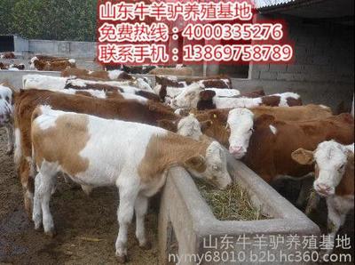 东营上等肉牛低价厂家免费送到家图片_高清图_细节图-山东牛羊驴养殖基地 -