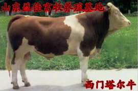 西门塔尔肉牛价格 鲁西黄牛批发 利木赞肉供应 山东益佳畜牧