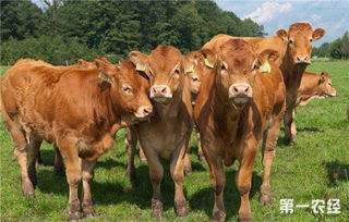 高品质肉牛品种有哪些 优质肉牛品种推荐