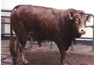 盛宏养殖场,肉牛,牛