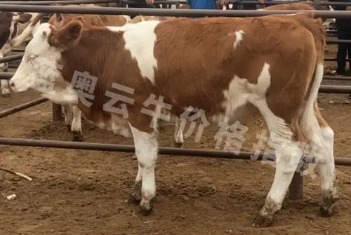 牛价丨7月5日 全国部分地区肉牛价格汇总更新了
