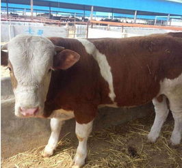 哪里有大型的肉牛养殖场价格 哪里有大型的肉牛养殖场型号规格