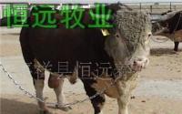 肉牛山东省肉牛奶牛种羊养殖龙头示范企业肉牛养殖[供应]_牲畜_世界工厂网中国产品信息库
