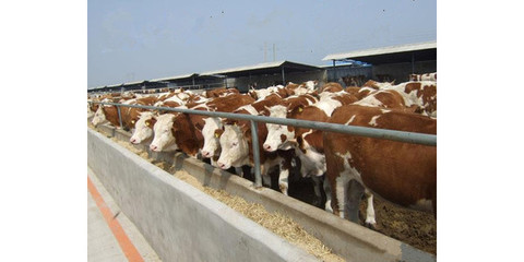 忻州市肉牛厂肉牛价格咨询