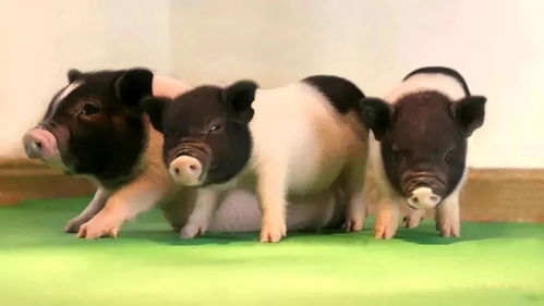 美国批准首个基因编辑肉牛产品
