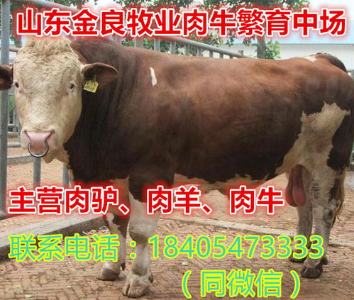 兰州三个月肉牛西门塔尔多少钱