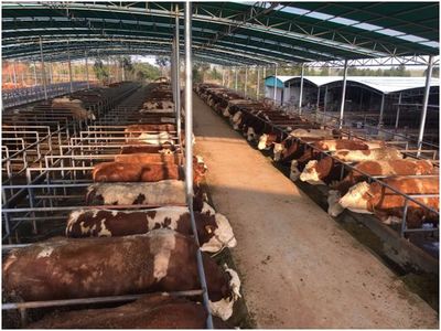 推荐!肉牛养殖场建设方法~