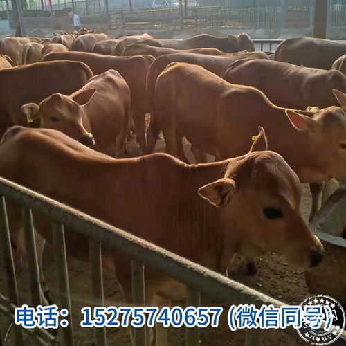 山东的牛 农产品 禽畜牧蛋肉 活畜 肉牛 中国畜牧网报价中心