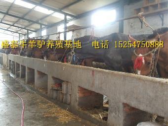 德惠肉牛多少钱 特产网