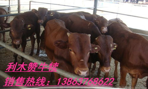 偃师市肉牛现在的价格