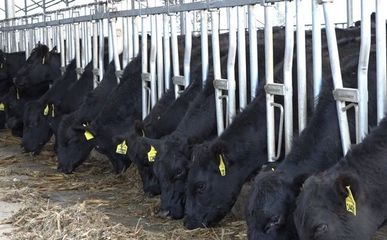 毕节纳雍:养殖肉牛助农增收致富