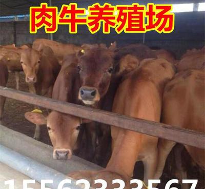一头肉牛苗需要多少钱?鲁西黄牛小苗多少钱一头?西门塔尔牛价格