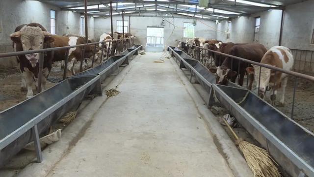 会宁:养殖产业托起小康生活|肉牛|牛舍_网易订阅