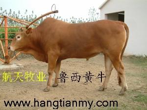 供应肉牛 纯种肉牛 杂交肉牛 改良肉牛 育肥肉牛批发–供应肉牛 纯种肉牛 杂交肉牛 改良肉牛 育肥肉牛厂家–供应肉牛 纯种肉牛 杂交肉牛 改良肉牛 育肥肉牛供应商