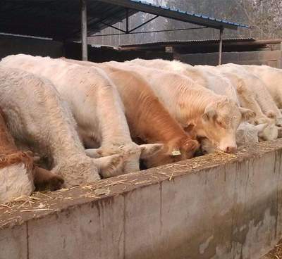 改良肉牛适合哪些地区养