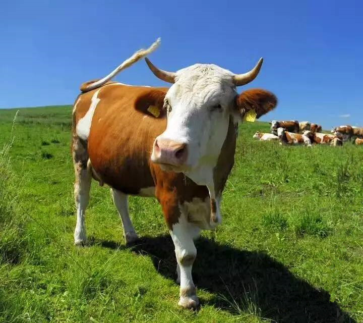 【肉牛剩料采食量低傻吃肥保(宝)提高肉牛采食量】