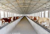 供应吉林省肉牛价格肉牛养殖_农副产品_世界工厂网中国产品信息库