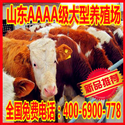 改良肉牛肉牛牛犊牛羊肉牛出肉率高厂家直销图片_高清图_细节图-嘉祥县益民养殖场 -