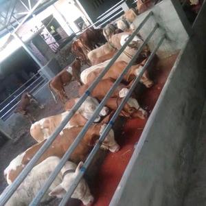 肉牛养殖