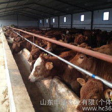 山东活牛羊价格 山东活牛羊批发 山东活牛羊厂家 