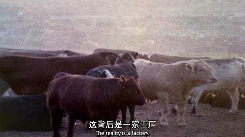 食品工厂12食品工厂对食品真相的掩盖 上