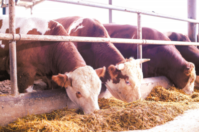 养殖肉牛奔富路