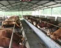 长寿区、奉节县、潼南县、巴南区什么地方有肉牛养殖场哪里卖种羊_农副产品_世界工厂网中国产品信息库